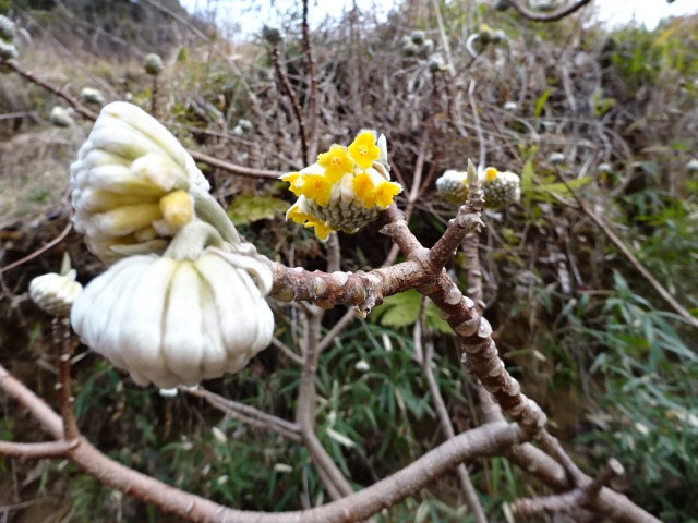 2月3日日向薬師