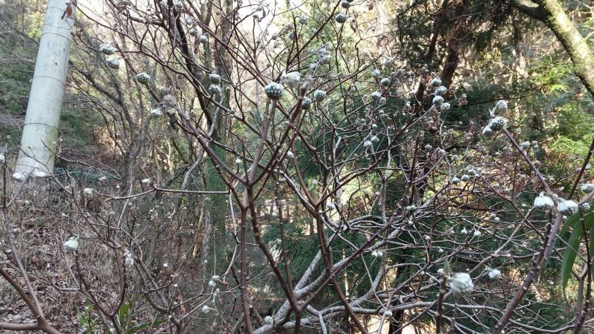 2月3日大山女坂