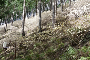 220406世附権現山