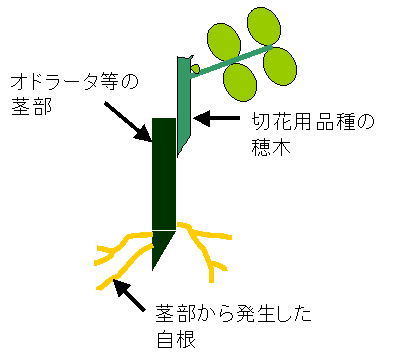 接ぎ挿し苗（ミニプラント）