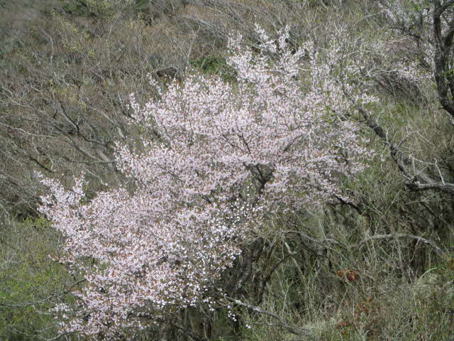 220423大山イタツミ尾根サクラ類