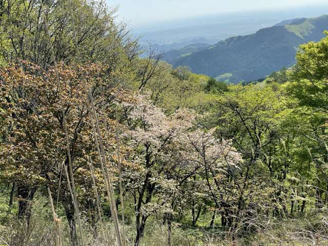 220424陣馬山山頂周辺