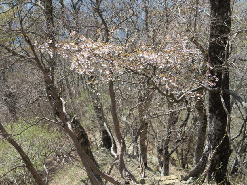 つつじ新道上部のサクラ類の様子