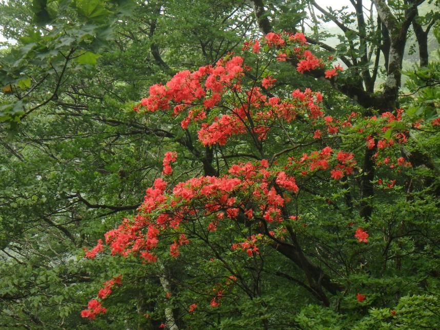 6月24日色鮮やかで花付きの良いヤマツツジ