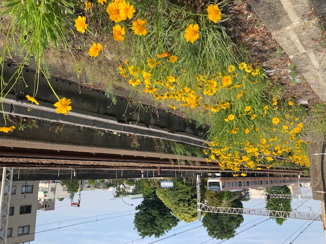 線路沿いに生えるオオキンケイギク