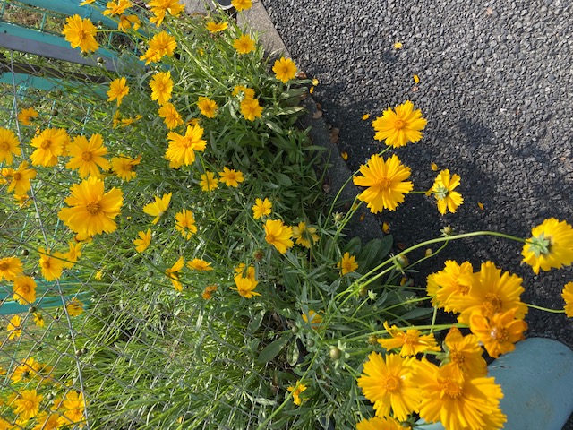 オオキンケイギク