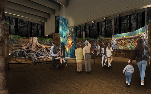 地面の中で木の根などを見れる展示イメージ