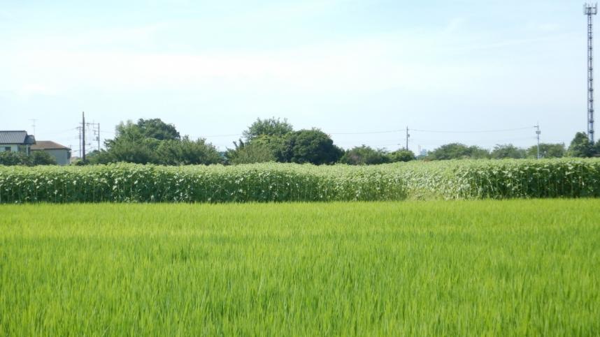 ひまわり畑遠景