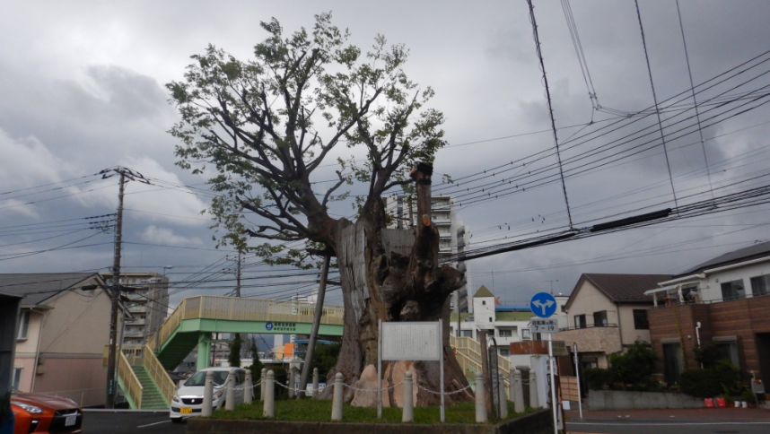 海老名の大けやき