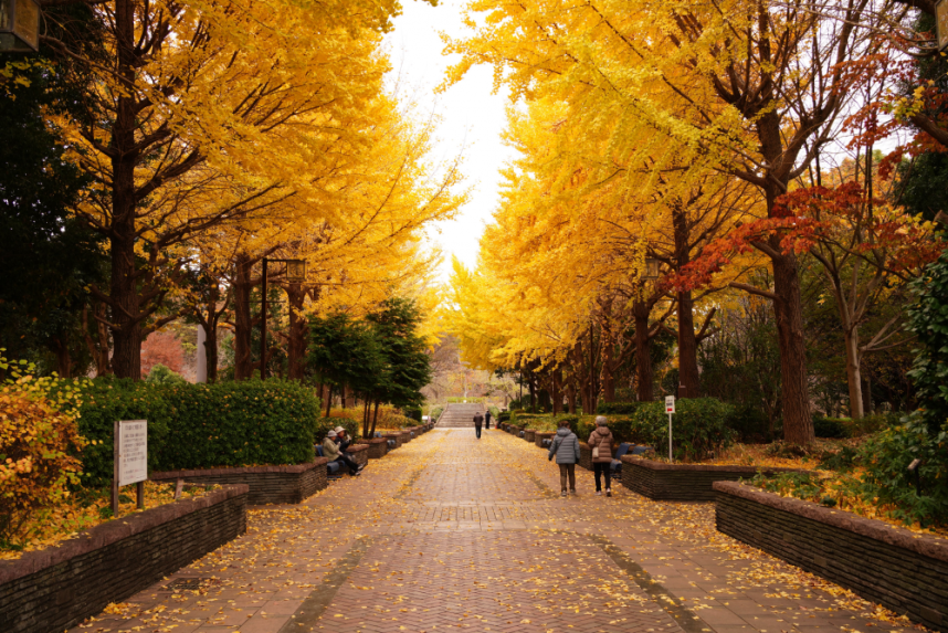 相模原北公園のイチョウ並木