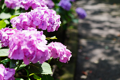 通路に面した紫陽花