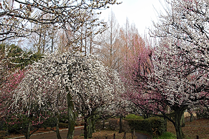 相模原北公園の梅園2