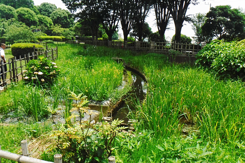 相模原北公園の菖蒲園