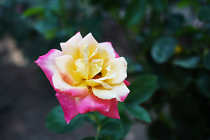 相模原北公園の秋のバラ