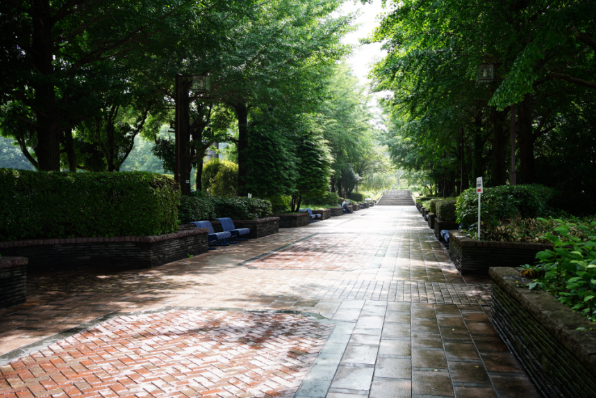 相模原北公園のイチョウ並木