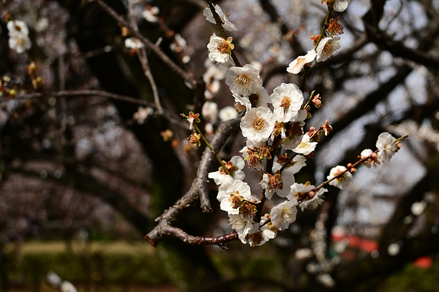 白い梅の花
