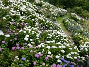 秦野戸川公園アジサイ