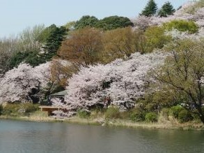 三ツ池公園サクラ