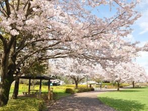 おだわら諏訪の原公園サクラ