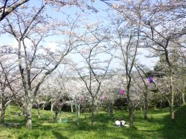 塚山公園サクラ