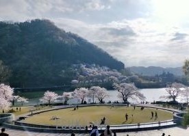 津久井湖城山公園サクラ