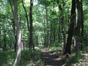 いせはら塔の山緑地公園園路