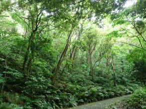 観音崎公園園路