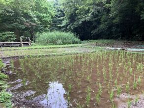 東高根森林公園田んぼ