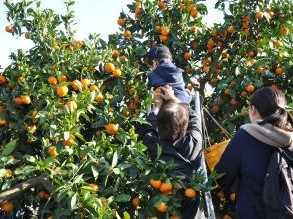 おだわら諏訪の原公園ミカン収穫