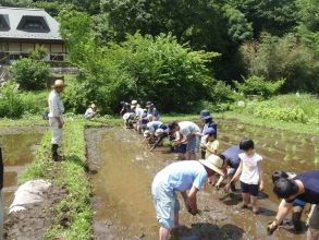 座間谷戸山公園田んぼ