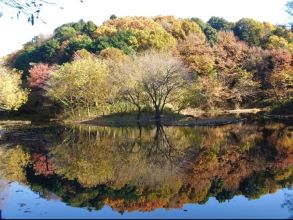 座間谷戸山公園紅葉