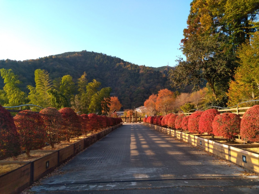 あいかわ公園_ドウダンツツジ