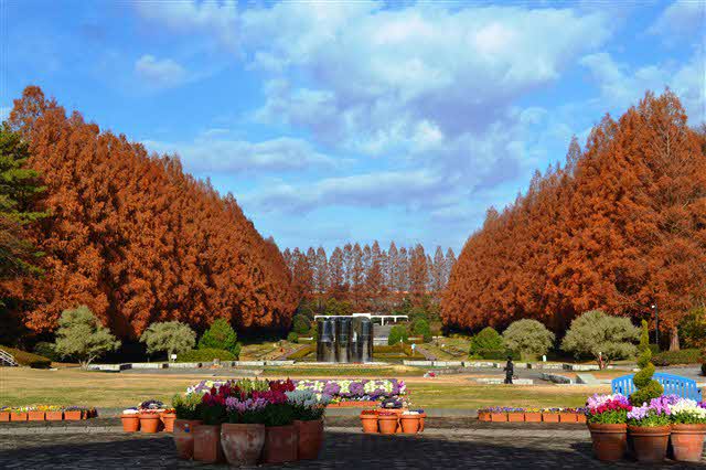 秋の相模原公園_メタセコイア並木