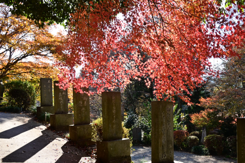 正覚寺の紅葉