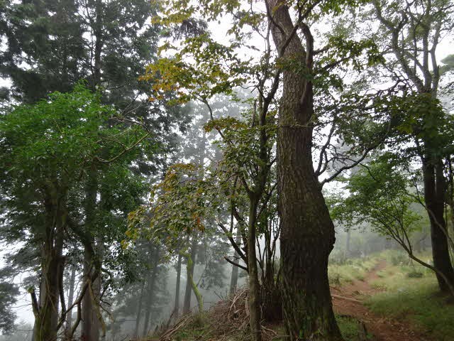 220915大山　イタツミ尾根標高約900メートル