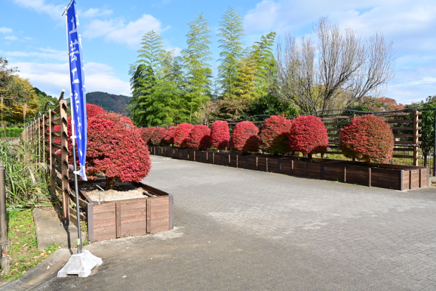 県立あいかわ公園_入り口のドウダンツツジ