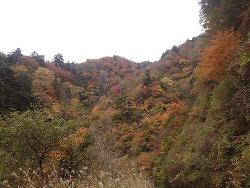 11月1日塩水林道終点