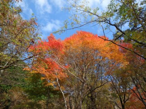 11月9日小草平周辺