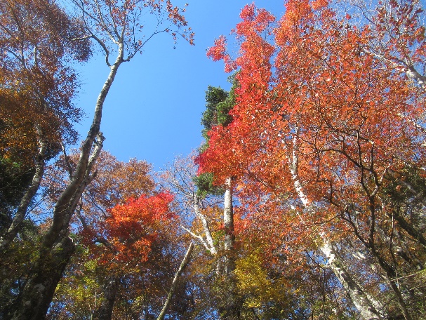 11月3日大棚沢ノ頭