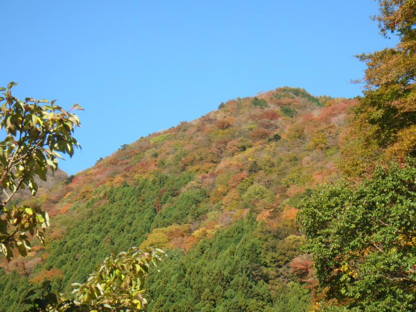 11月2日大平林道周辺