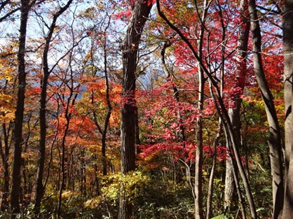 11月25日南山標高400メートル