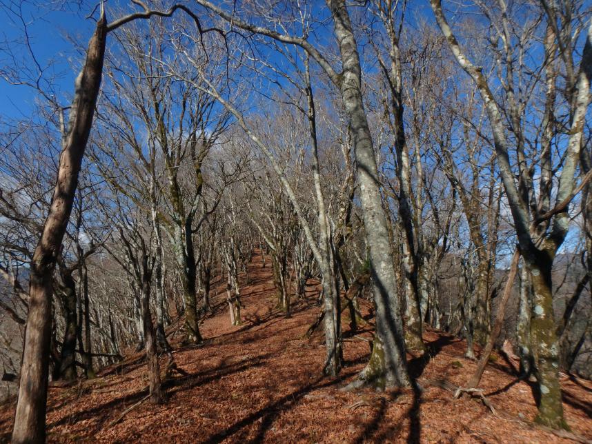 221125権現山（西丹沢）山頂周辺