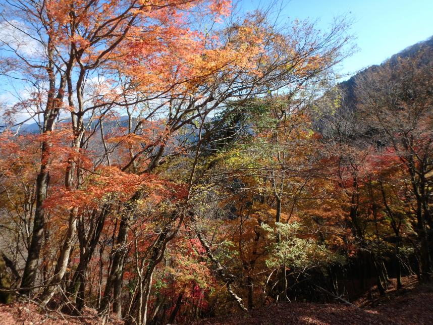 221125権現山（西丹沢）中腹