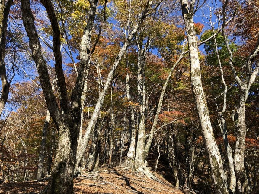 11月8日権現山標高900メートル