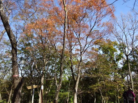 12月3日吾妻山