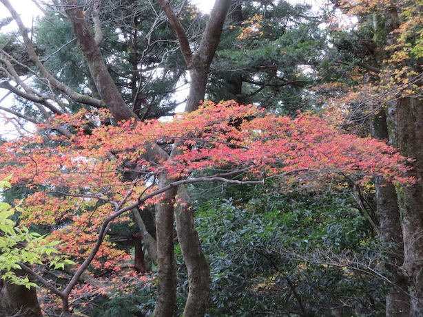 12月7日阿夫利神社下社周辺