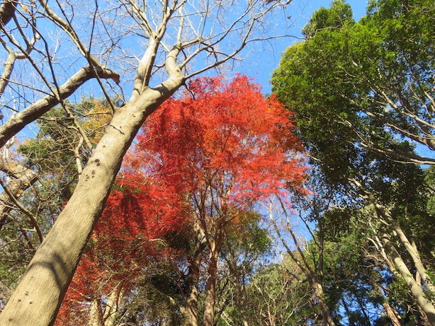 221219大山三峰　物見峠周辺