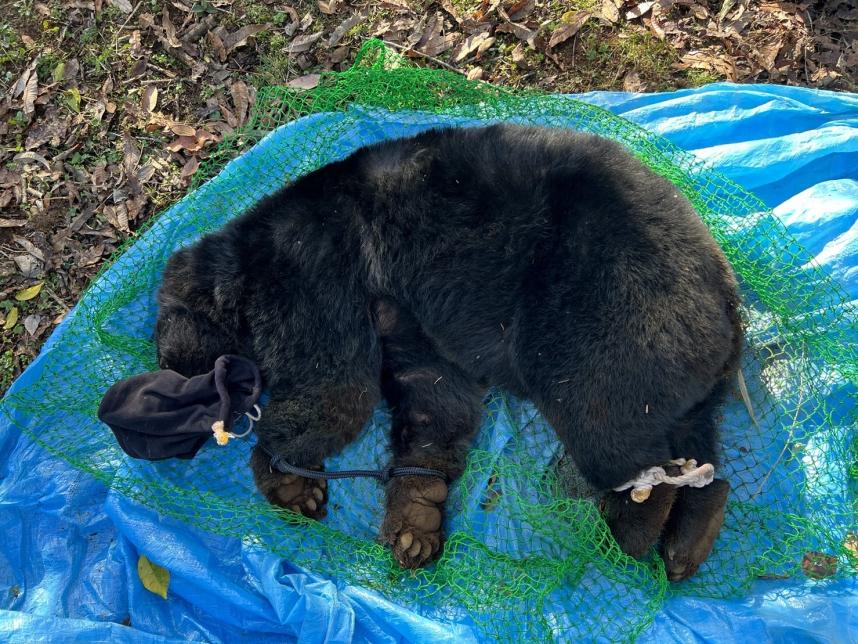 捕殺したツキノワグマ