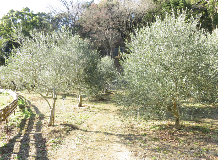 湘南オリーブの郷のオリーブ畑