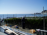 ワカメ干しの写真